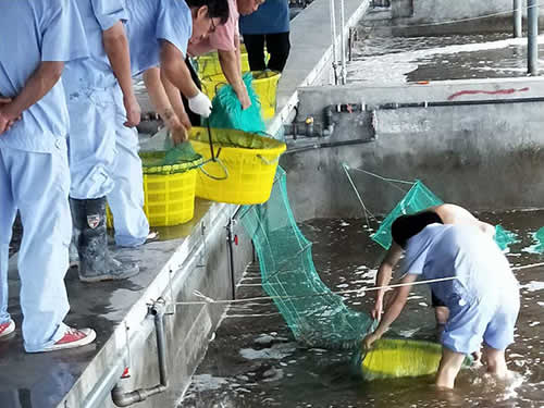 捕蝦現(xiàn)場(chǎng)02